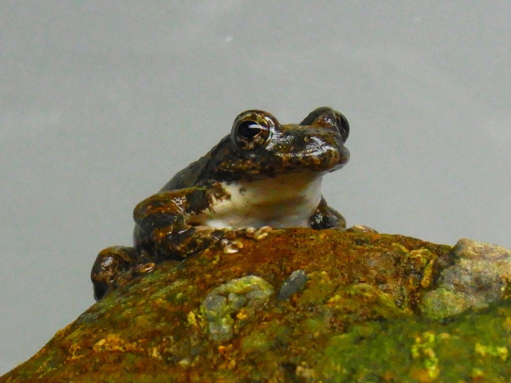 10531236477400042500_2r649h6zla