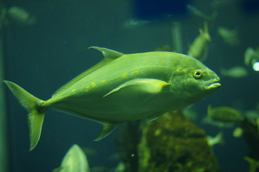 10334948945500042500_vsclwgg4la