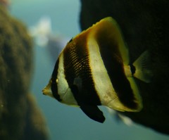 10131886364700042500_jepngqhdla