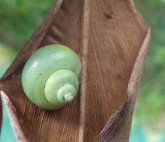 緑のカタツムリ