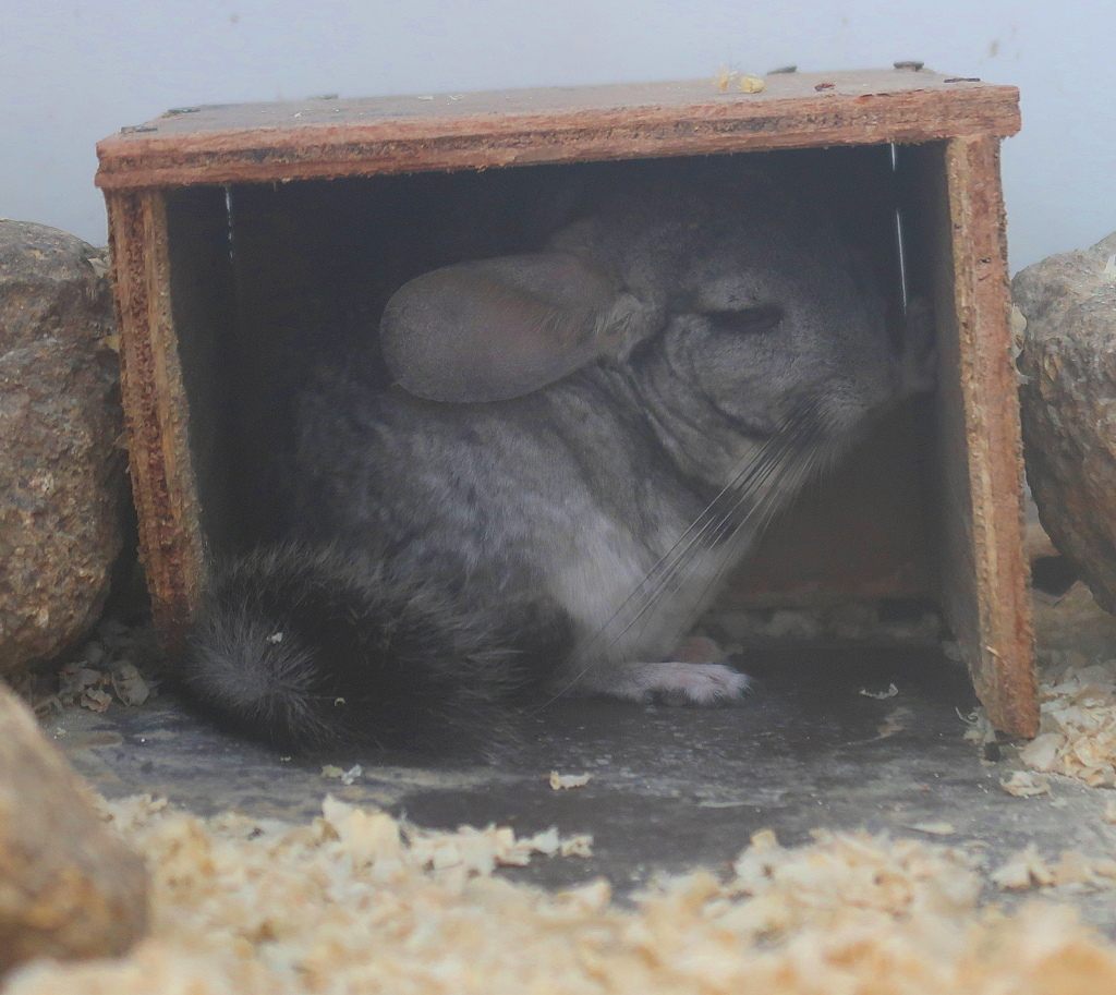 狭いけど我が家　その18
