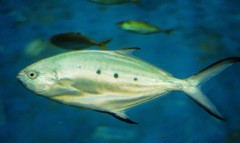 10427531913200042500_ew9421skla