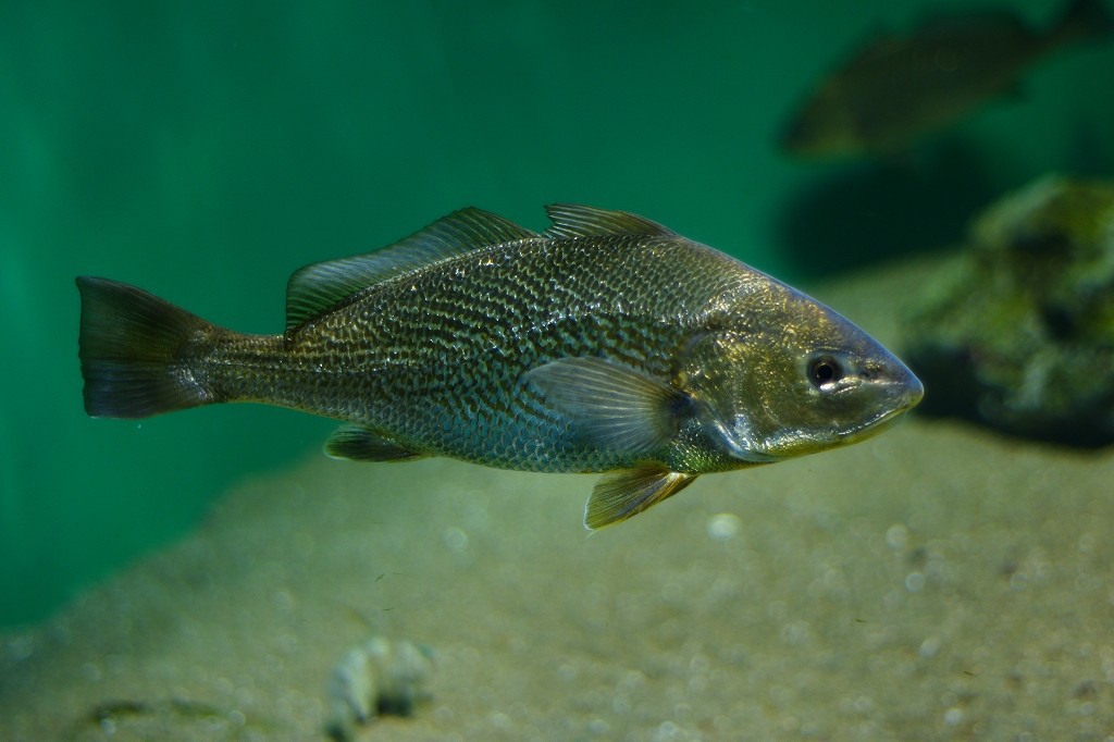 10130269565300042500_z3lwe94qla