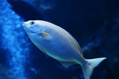 10235277359700042500_kbo5303ala