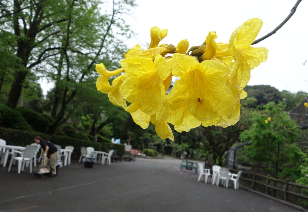 静岡の春　その2