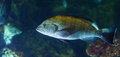 暑い日は水族館へ