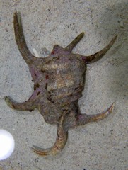 10125890013800042500_zxust11vla