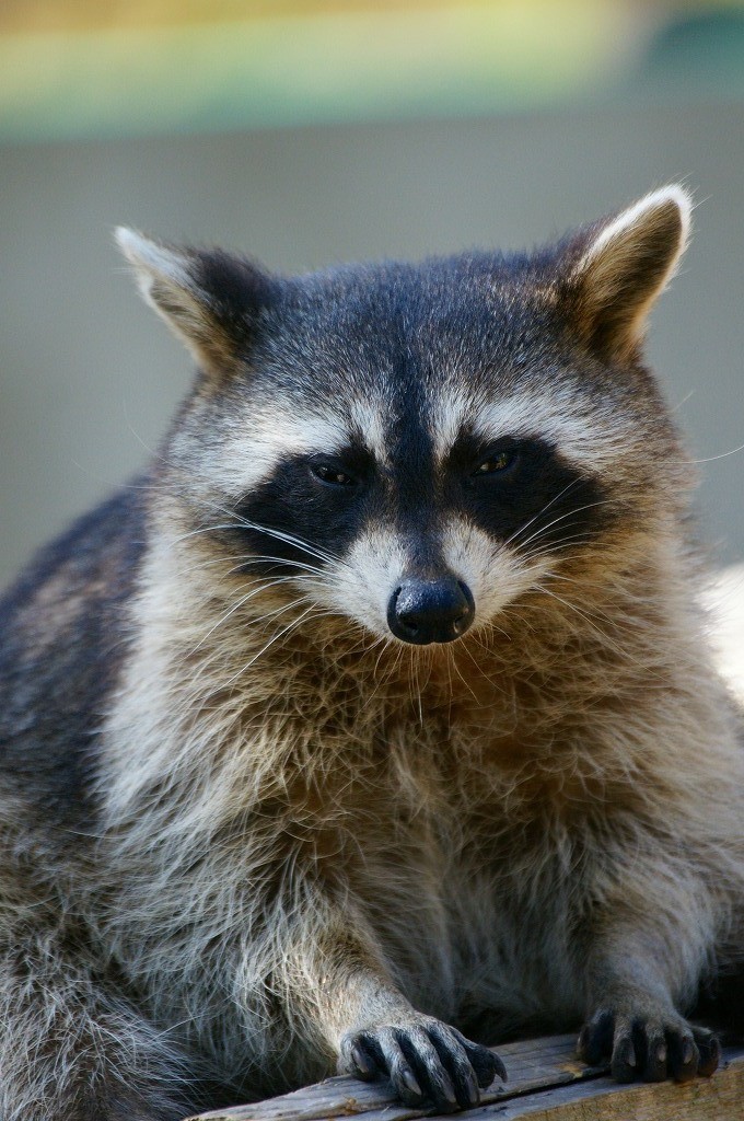 10232184707900042500_efffb5rila