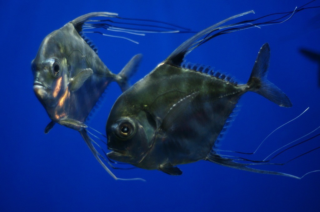 10137501837100042500_5q9ogzofla