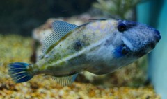 10227044430700042500_df3l7uldla