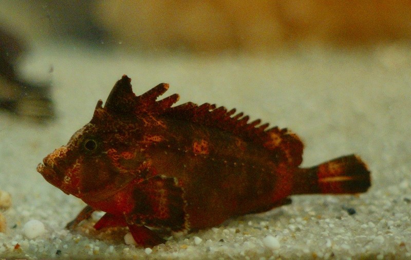 10229112983800042500_au2n9chala