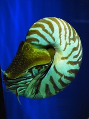 10335294599500042500_8pf9k6gbla