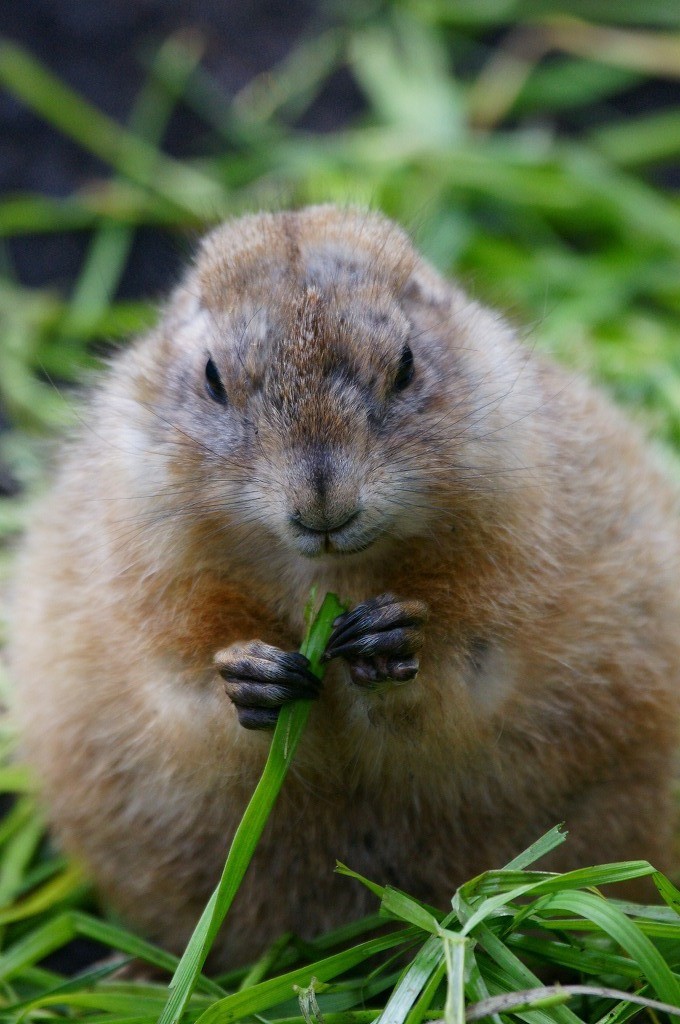 10133932910400042500_evc9bjhrla