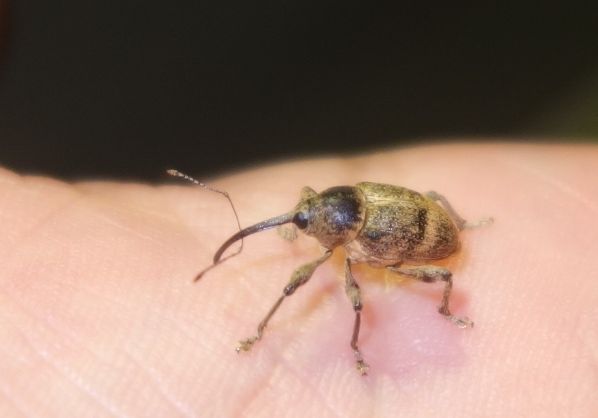 お鼻が長いのね