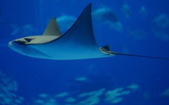 10525766630900042500_dcjjq1qpla