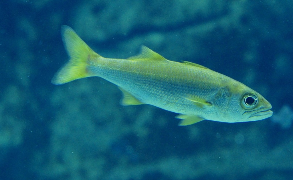 10326284067600042500_i38nd7nila