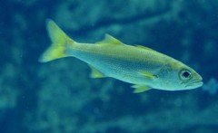 10326284067600042500_i38nd7nila