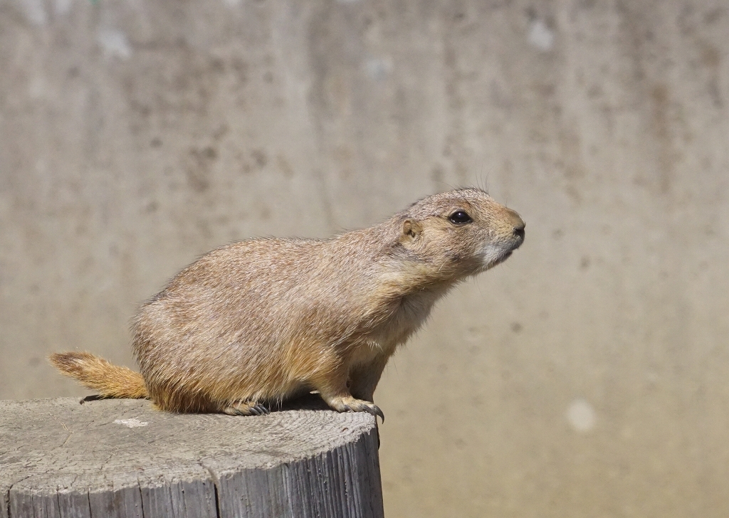 外が騒がしいようだな　その5