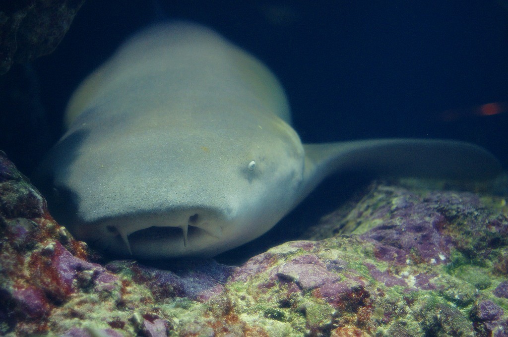 10333113603200042500_ttjc57cfla