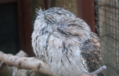 分身の術　その12