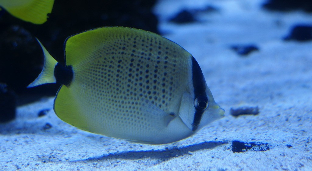 10235936617200042500_5cp8s7gzla