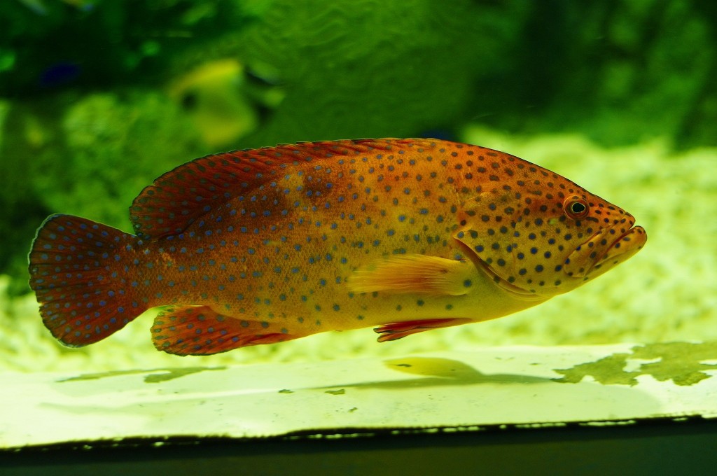 10333683122600042500_ypur0pocla