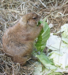 野菜ばかり食べてるのに・・・