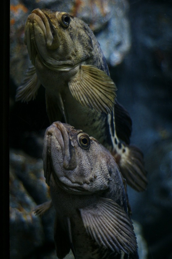 10334655110400042500_xqpwpawxla