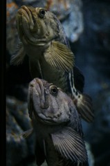 10334655110400042500_xqpwpawxla