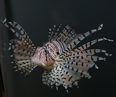 千両役者　その23