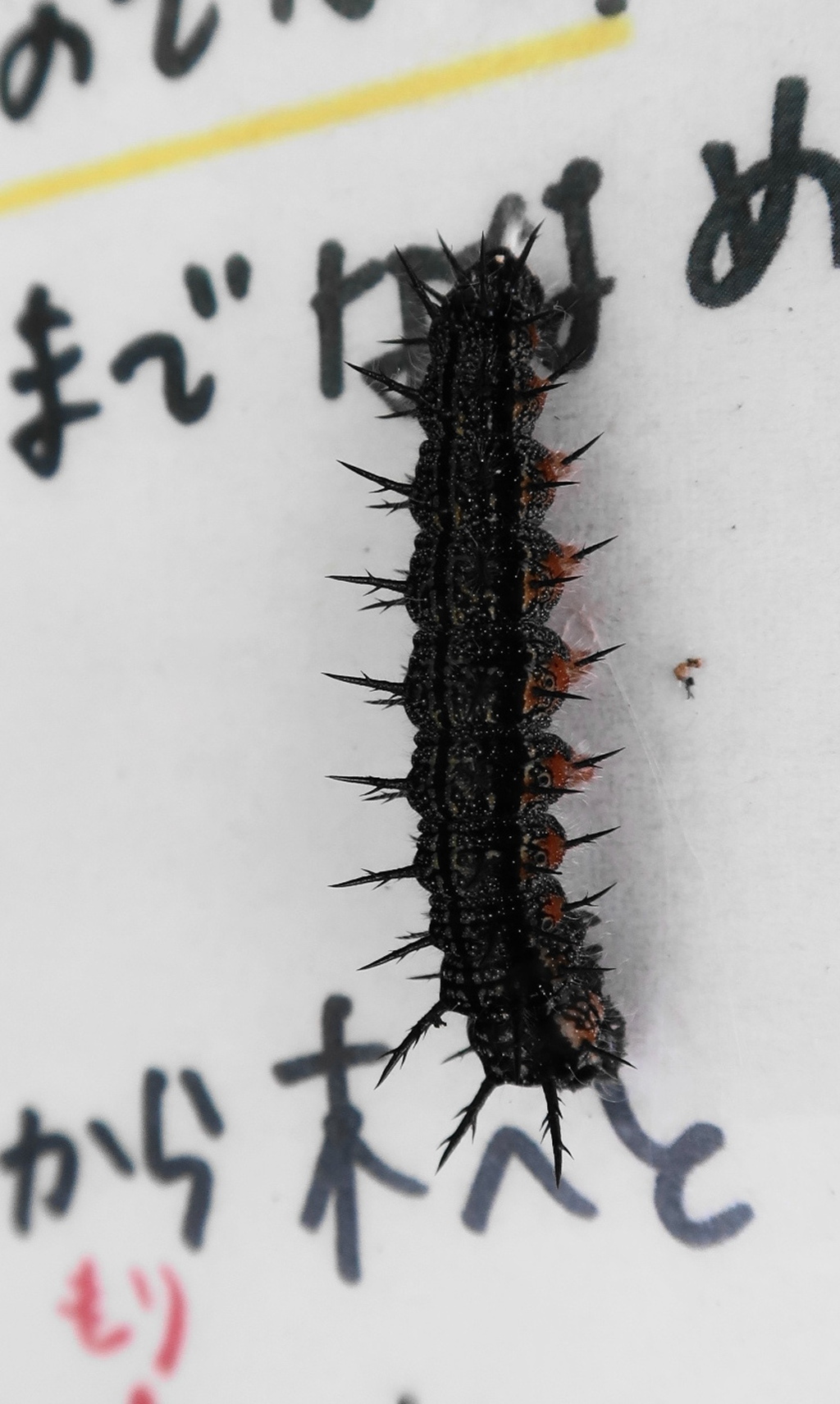 トゲ自慢　その8