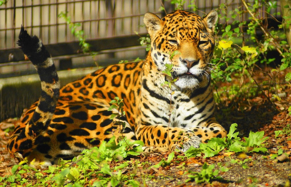 10326028237400042500_4f4u7s95la