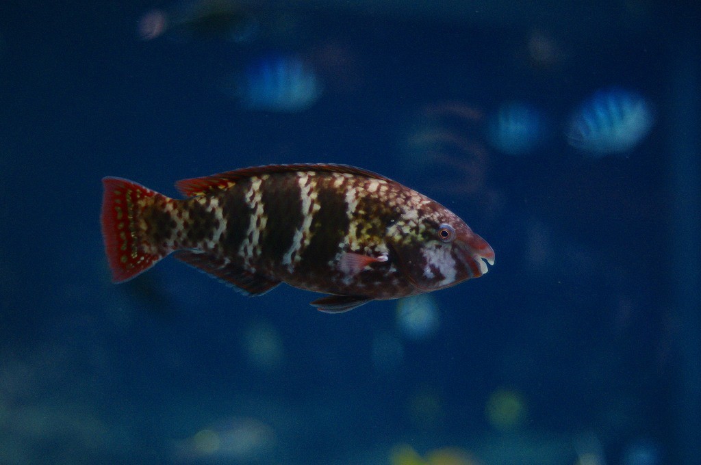 10133179205600042500_uijcmj2jla