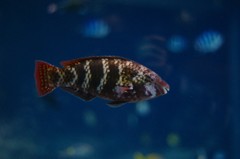 10133179205600042500_uijcmj2jla