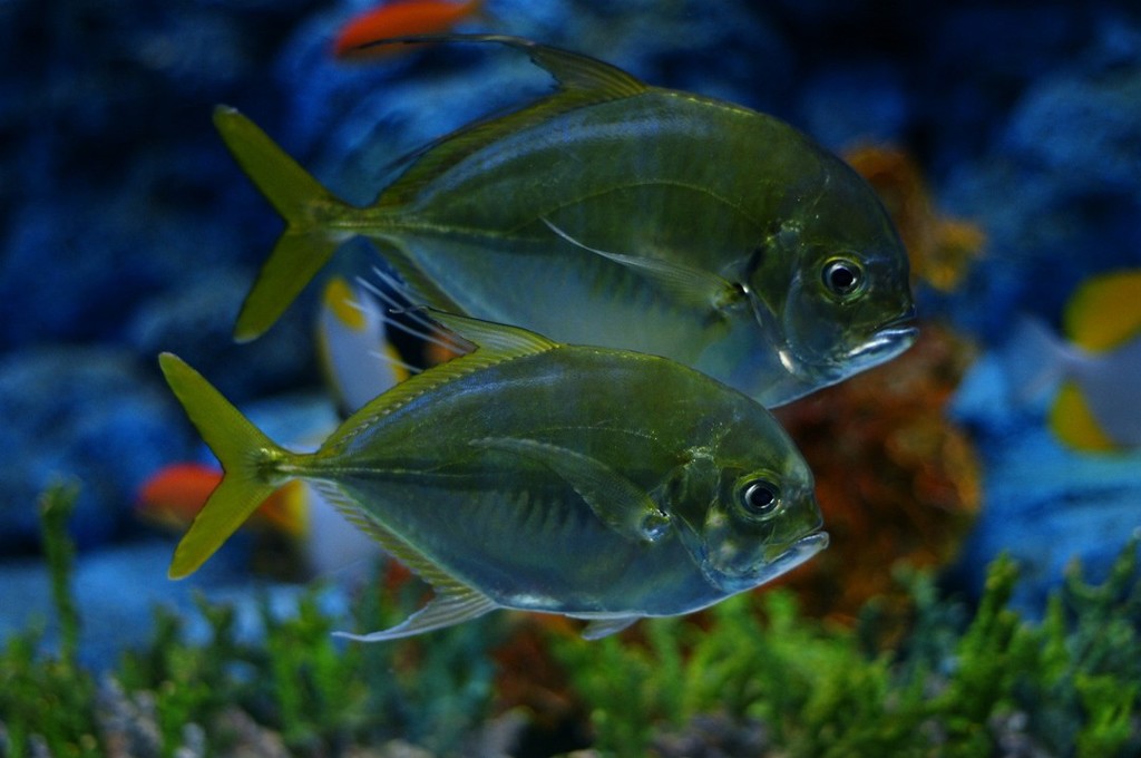 10134846110600042500_yy1u4qq2la