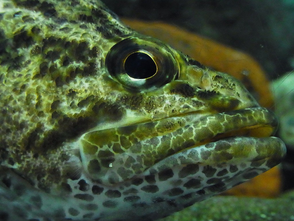 10137325316900042500_q20wd041la