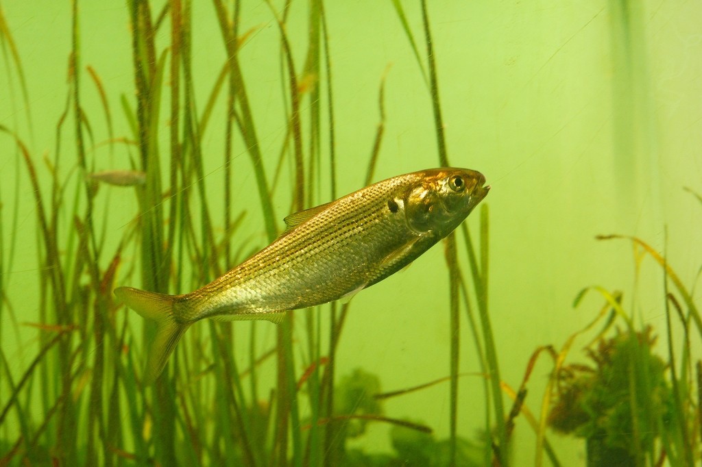 10530184185200042500_0j7621rnla