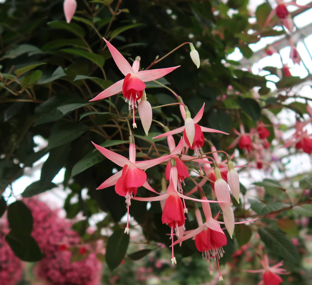 明日、天気になあれ