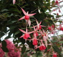 明日、天気になあれ