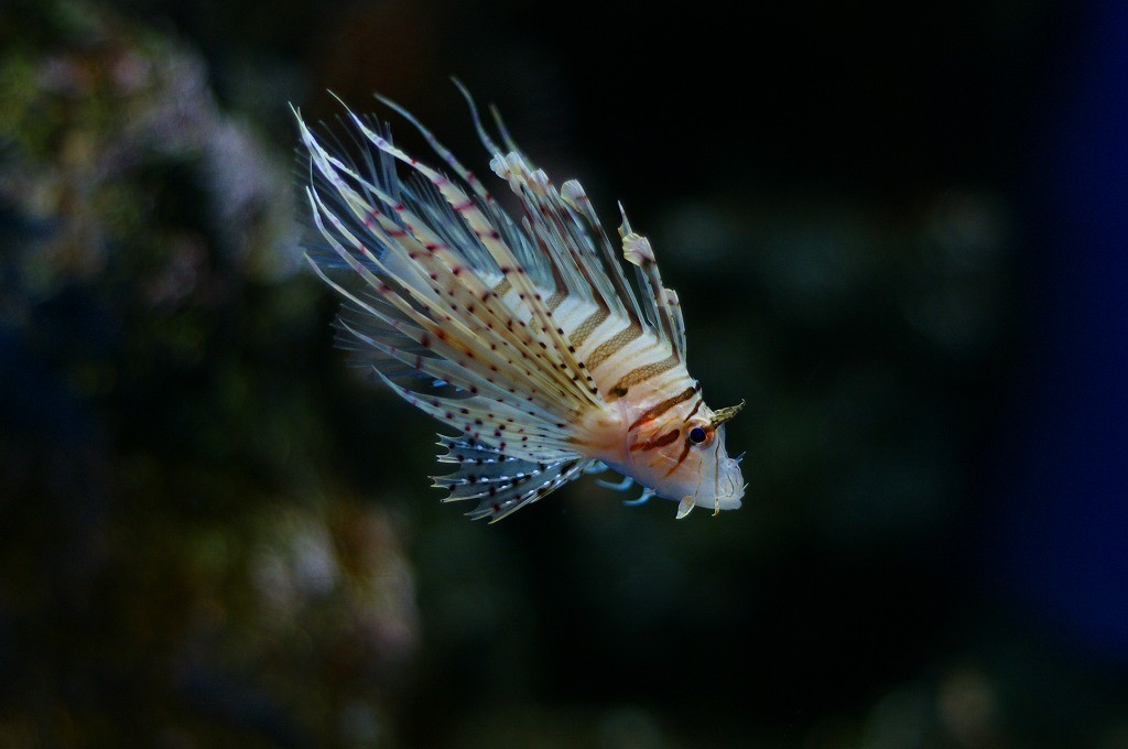 10332876710700042500_ju4fevdila