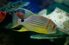 10333812897400042500_z9orwdtqla