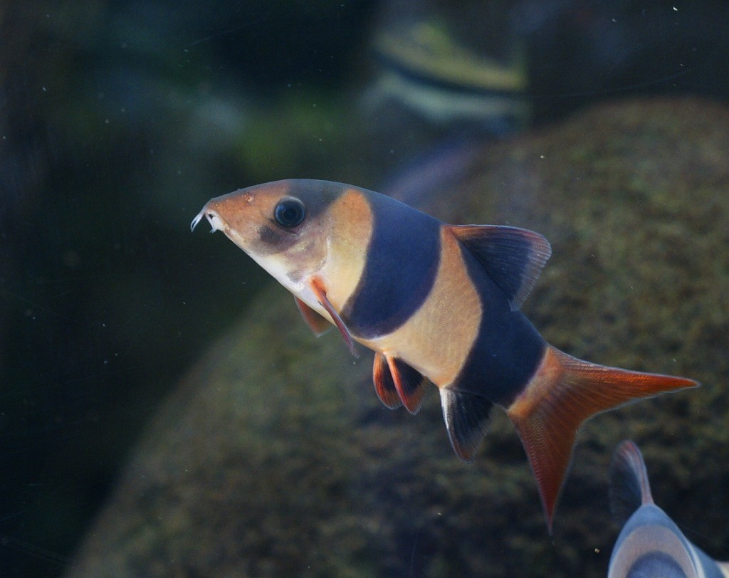 10137532677600042500_es8yghijla