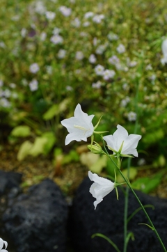 純真無垢　その23