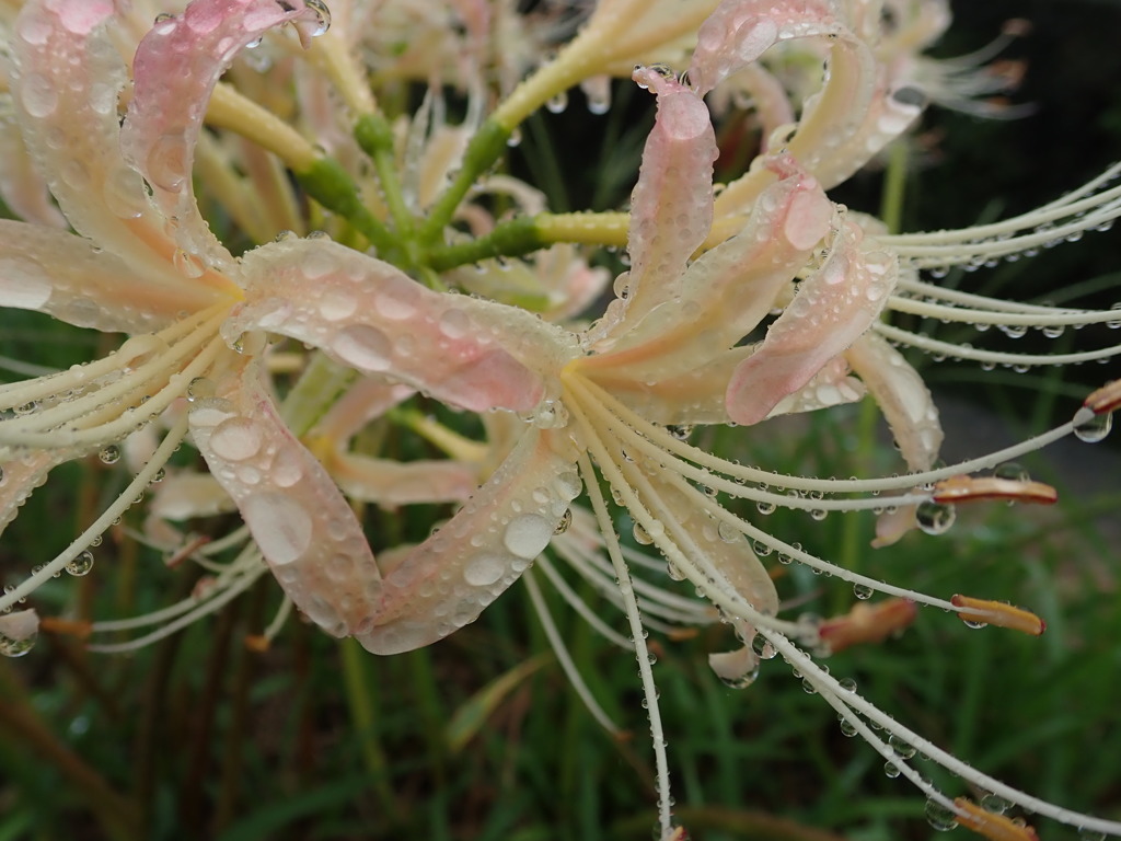 秋雨模様　その4