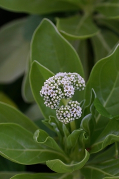 沖縄の花