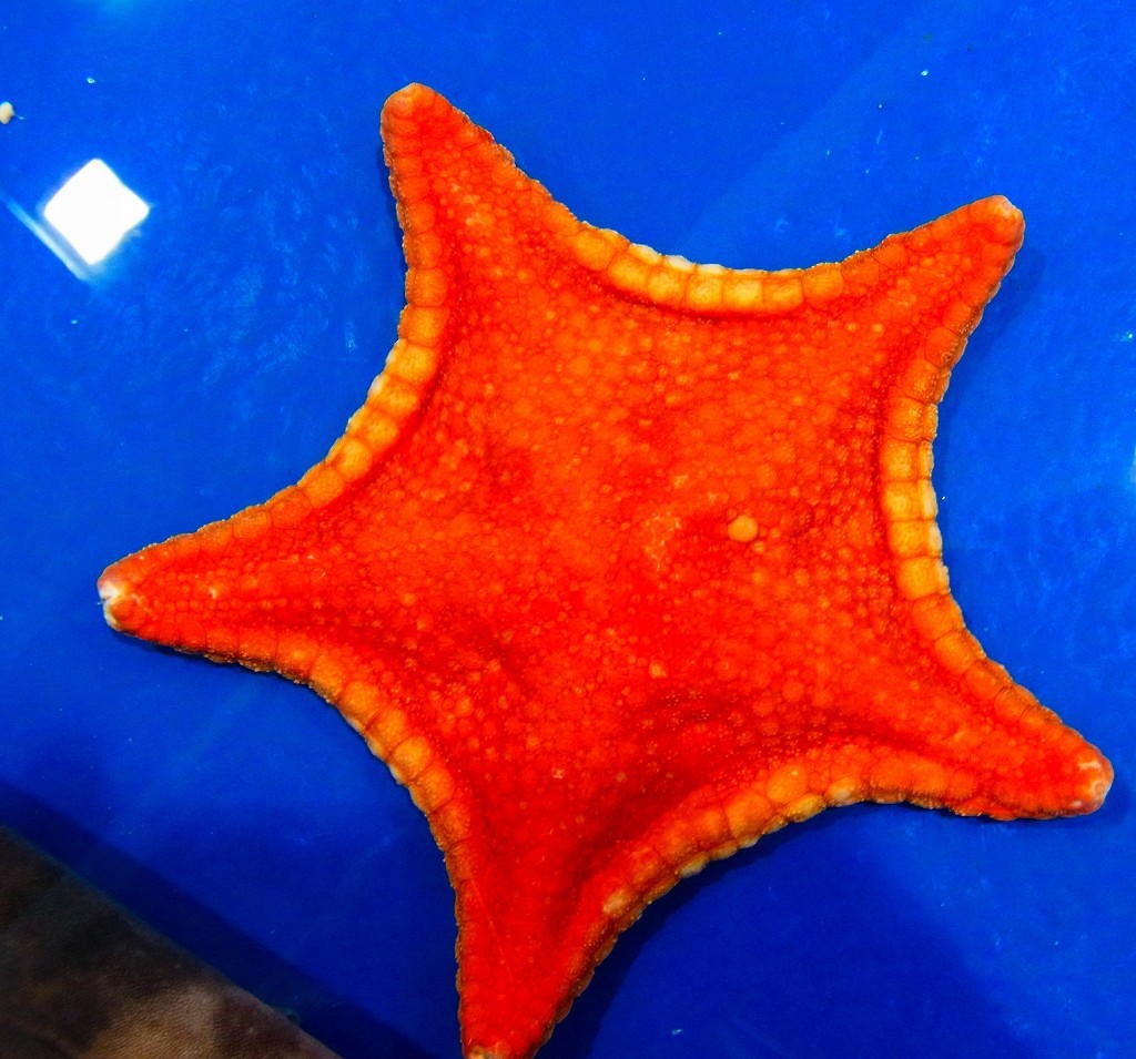 10330451663600042500_jvp32affla