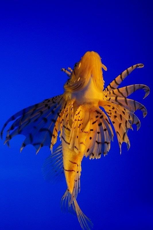 10128810719700042500_03qqikyyla