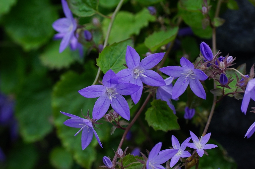 星降る日には　その6