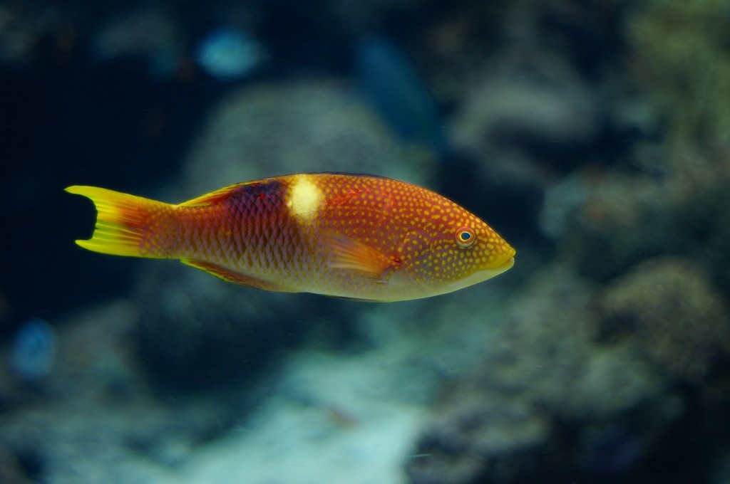 10233190555100042500_dz1hekcala