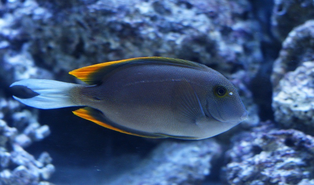 10235390189300042500_i6yjjg68la